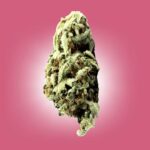 Local Cannabis Delivery USA: Fast, Trusted Service for THCA Flowers