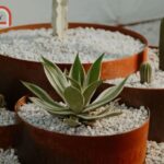 Metal Garden Edging: Premium Finishes for Elegant Outdoor Spaces