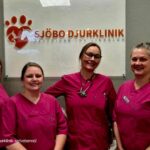 Avliva katt i Simrishamn med omtanke och respekt