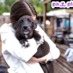 Find Paw-some Matches: Free Dating Websites for Dogs
