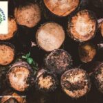 Maintain Shape and Health Easily with Expert tree trimming Placerville CA