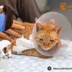 Hund tandvård i Skurup – pålitlig vård för din vän