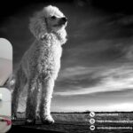 Peluquería para gatos en León | Cuidado felino profesional