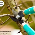 Trusted Arborist Tales from a Californian Town