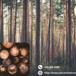 Ensure Healthy and Safe Trees with Expert placerville tree service Today