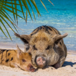 Swimming Pigs Nassau: A Must-Do Bahamian Experience