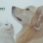 Best natural supplement for cat kidney health | UK pet care