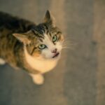 Super Pet Comfort Wheel Buy Online Uk | Yopet.co.uk