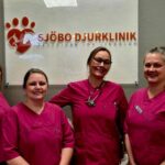 Katt tandvård Veberöd – expertvård för friska tänder