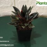 Buy Plants Online Cheap India | Plantshub.in