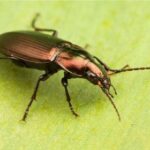 Effective Cockroach Control Edmonton | Safe, Local Pest Experts
