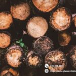 Aerial Vision: A Local Tale of Careful Tree Work