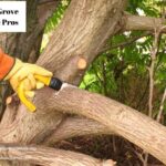 Ensure Expert Care and Maintenance with Reliable tree service elk grove ca
