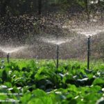 Lawn Care Programs Dubai | Paradise-escape.ae