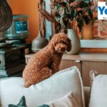 Elkwood Antler Dog Chew – Long‑Lasting Natural Treat