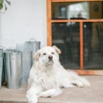 Best Natural Dog Food for Small Breeds: Healthy, Happy Pups