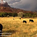 Top Farm and Ranch Taxation Specialist California | Steve Pybrum Farming