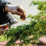 A Garden Dream: Crafting Calm in Your Outdoor Space