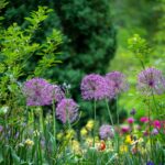 Weeding Landscaping Services | Tidy Gardeners Bristol