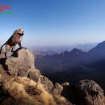 Ethiopia Adventure Tour: Trek, Culture, and Wildlife with Liyu Ethiopia Tours