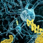 Ba 1-42: Trusted Peptide for Alzheimer’s Research and Therapeutic Screening