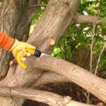 Elk Grove Tree Service | Expert Tree Care & Pruning