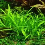 Buy Aquarium Plants Online – Discover Premium Aquascaping Plants