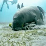 Red Sea Sailing Safari: Luxury Cruising, Snorkelling and Spa Experiences