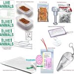 Global Pet Travel: Practical Guide for Stress-Free Journeys