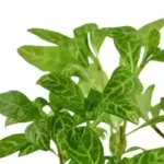 Water plants: create a vibrant, thriving aquatic landscape