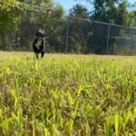 Village Animal Hospital: Compassionate Care for Your Pet