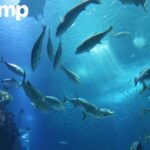 Shrimp Shell Chitin: Natural Bio-Source for Chitosan & More