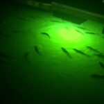Underwater Fishing Lights: Attract More Fish with Durable LEDs