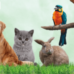 Vet Clinic Qatar: Expert Pet Care for Your Furry Friends
