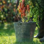 Create a Pollinator Friendly Vegetable Garden That Thrives