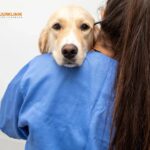 Hund tandvård i Skurup – Sjobodjurkliniken som tar hand om din hund