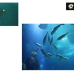 Nizonamarineproducts: Your Trusted Fish Collagen Supplier