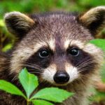 Wildlife Removal Dingmans Ferry — Humane, Local Pest Solutions
