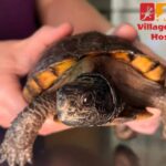 Village Animal Hospital: Caring for Your Pet Like Family