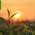 Find a Reliable Farming Tiller for Durable Fieldwork