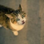 Blue Ribbon Wood Pellet: Superior Warmth for Your Pets